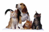 ,,Baltic Pets